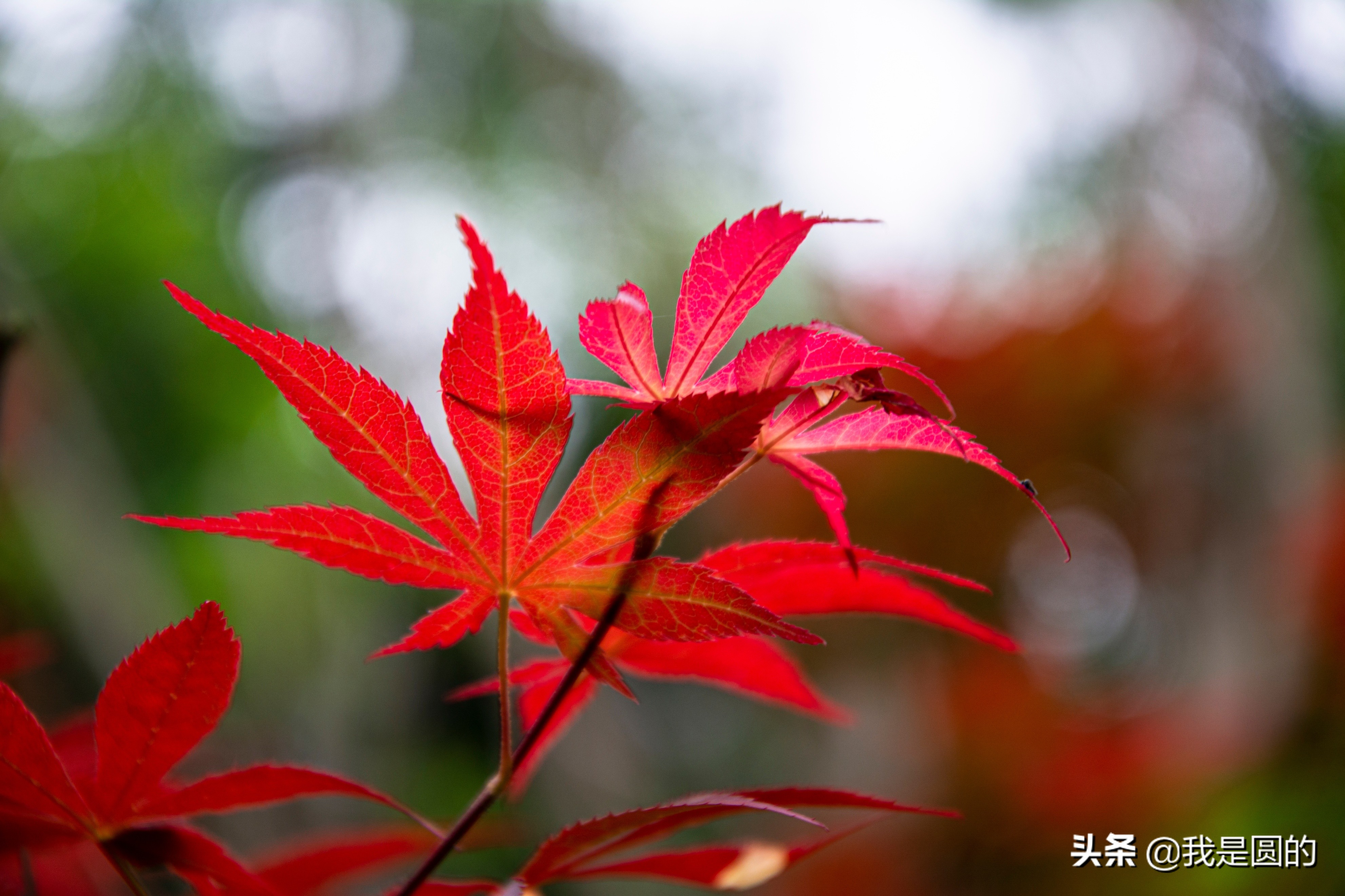 “五.一”树叶也很红（原创摄影+随笔300字）