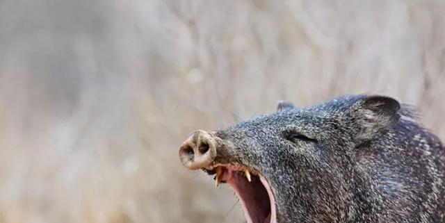 “猪肉热潮！野猪肉首度亮相市场，你绝对不能错过！”