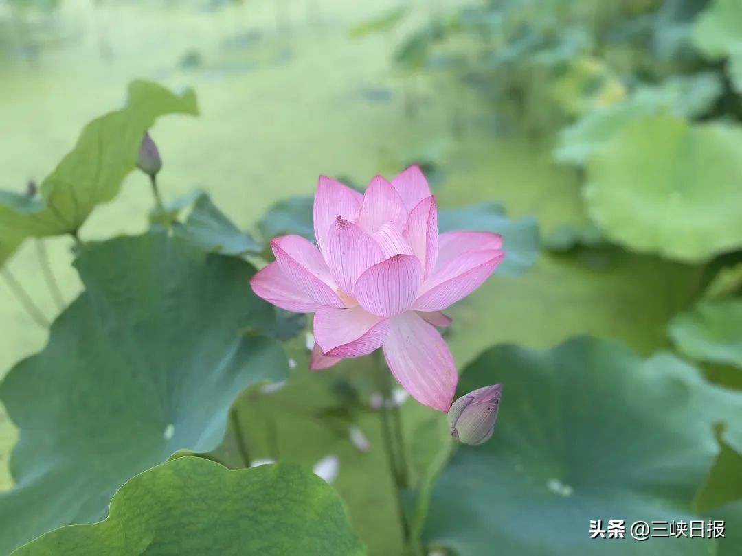 荷花盛开宜昌,宜昌哪里有荷花观赏