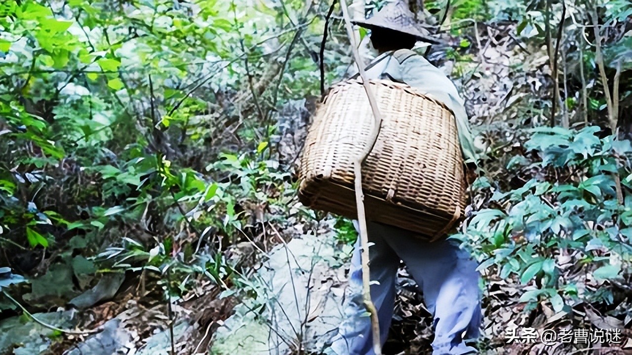 清明节前捕捞的鱼,清明节可以杀鱼吃吗