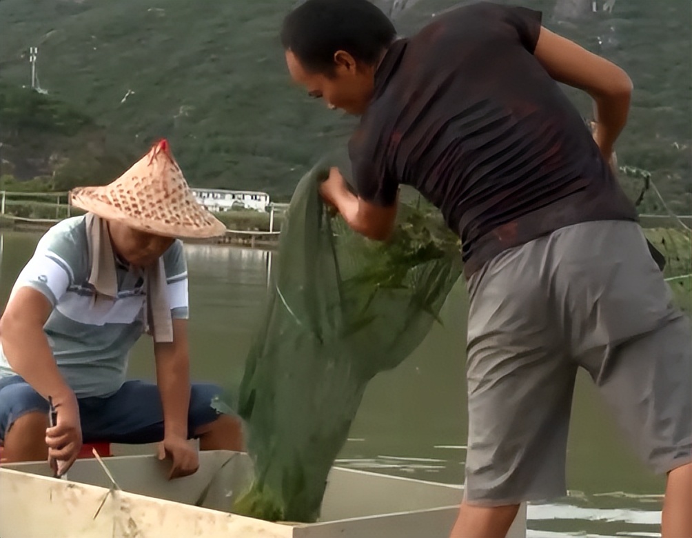 广东小伙子养黄油蟹,中国养殖黄油蟹