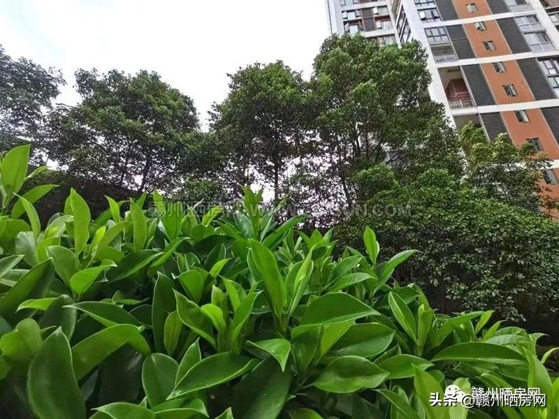 赣州房子天花板,赣州小区天花板