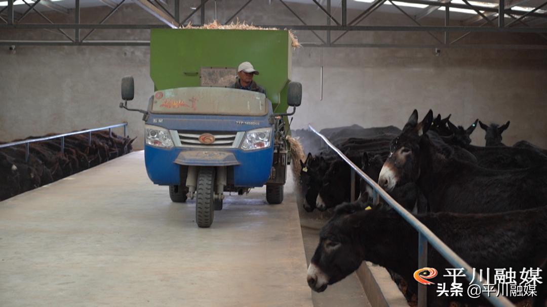 平川黑毛驴,平川黑驴