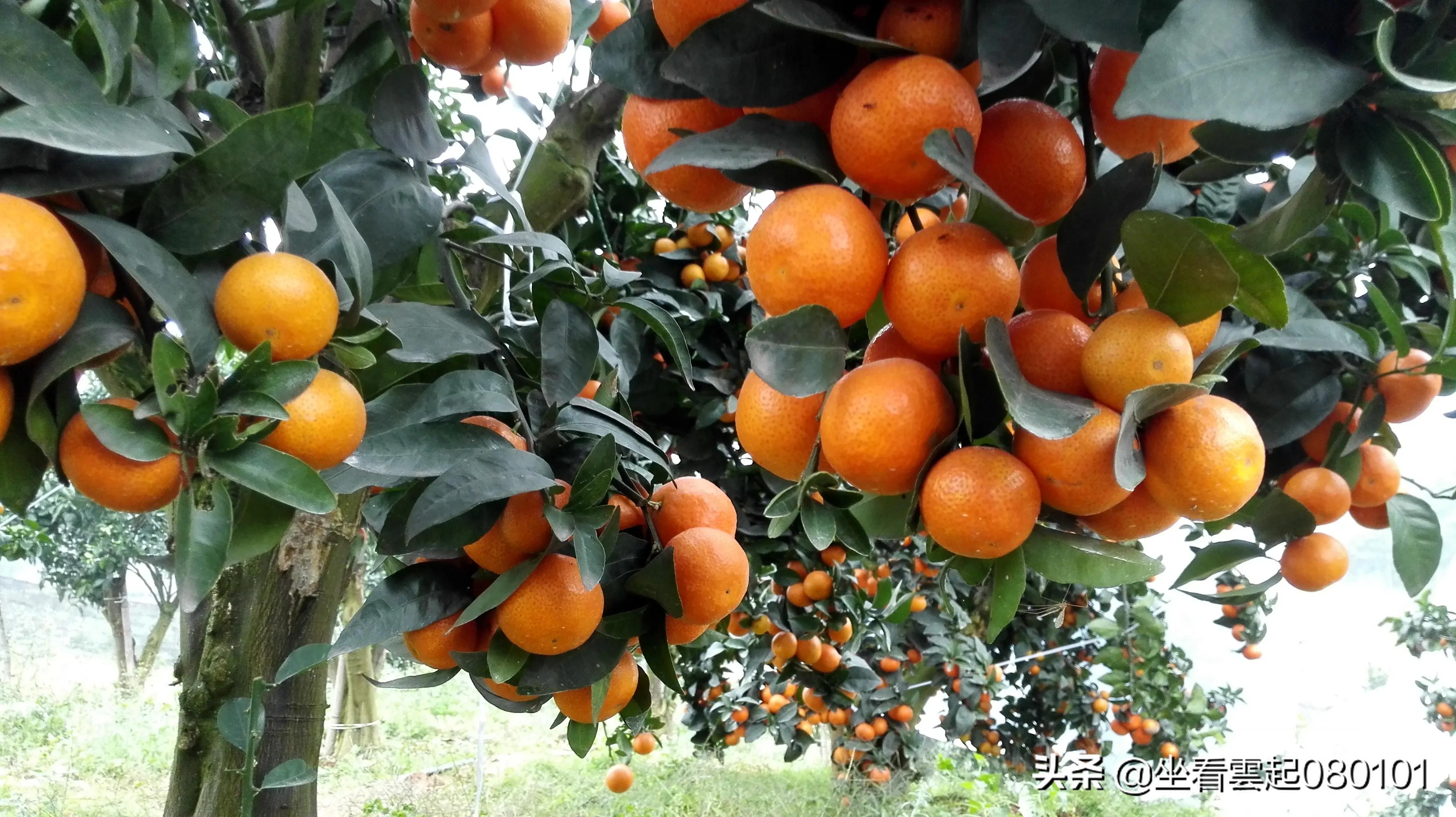 柑橘的一首诗,柑橘诗词