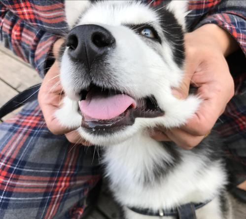 疫情期间怎样给宠物狗消毒,家有狗狗别乱消毒