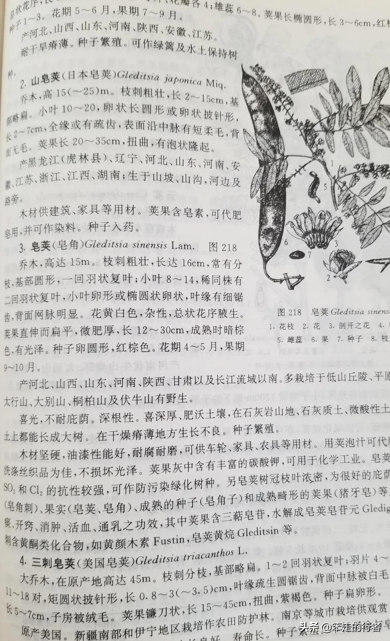 大皂角是皂荚吗,皂荚和长皂角