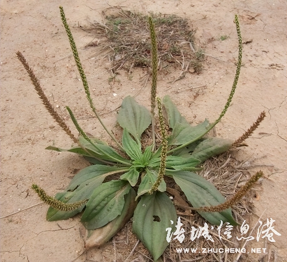 冠县常见野生保护植物,诸城野生动物排名