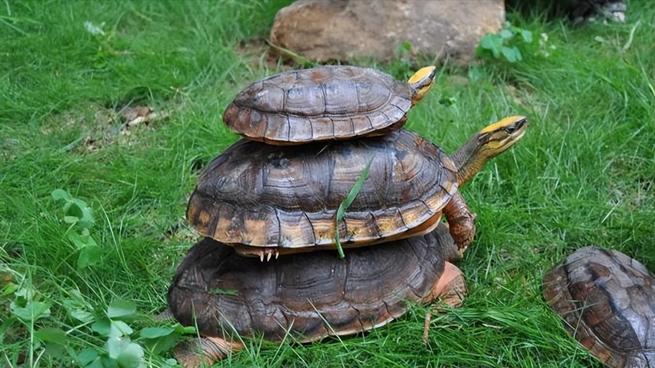 金钱龟的生物学特性及人工繁殖,野生金钱龟的生活习性