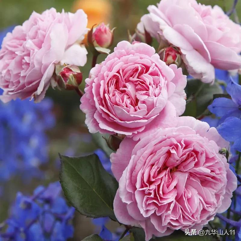 通过adr认证的月季品种,奥古斯塔路易斯月季是adr认证吗