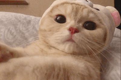 橘猫为什么一直粘着你,橘猫喜欢主人有哪几种表现