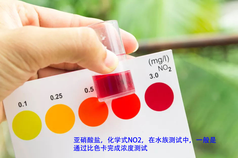 鱼缸水质试纸,亚硝酸盐高鱼缸