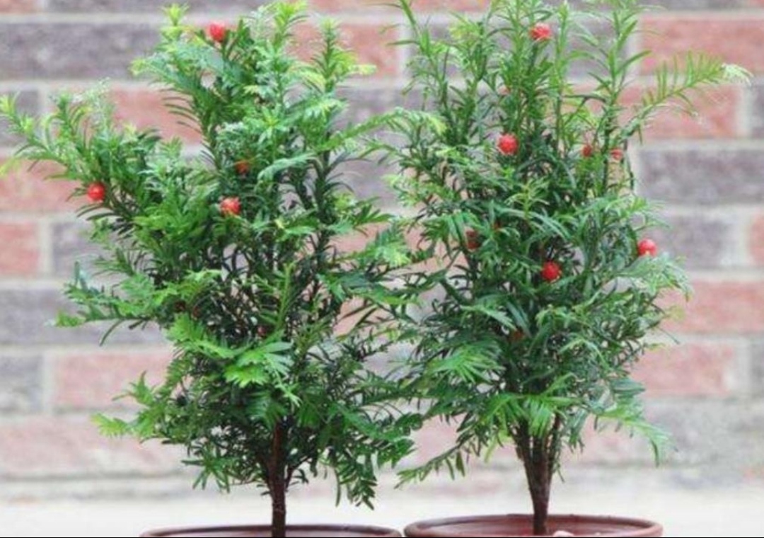 人养花花养人6种花越养越健康,室内养什么花最好最养人