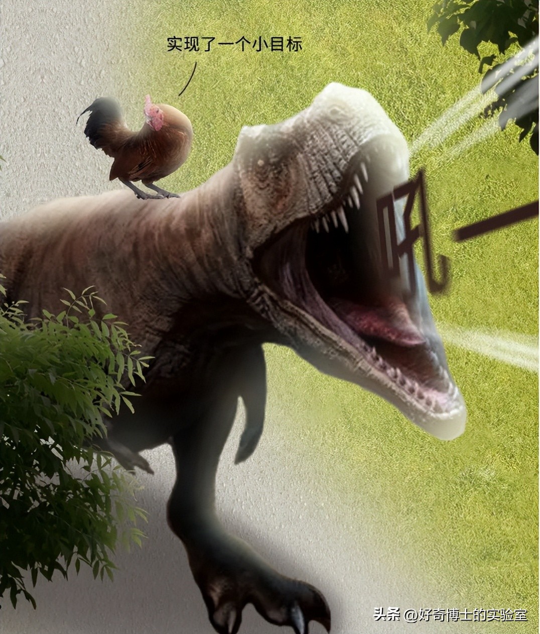 母鸡下蛋后为什么会咯咯叫，是因为屁股疼吗？