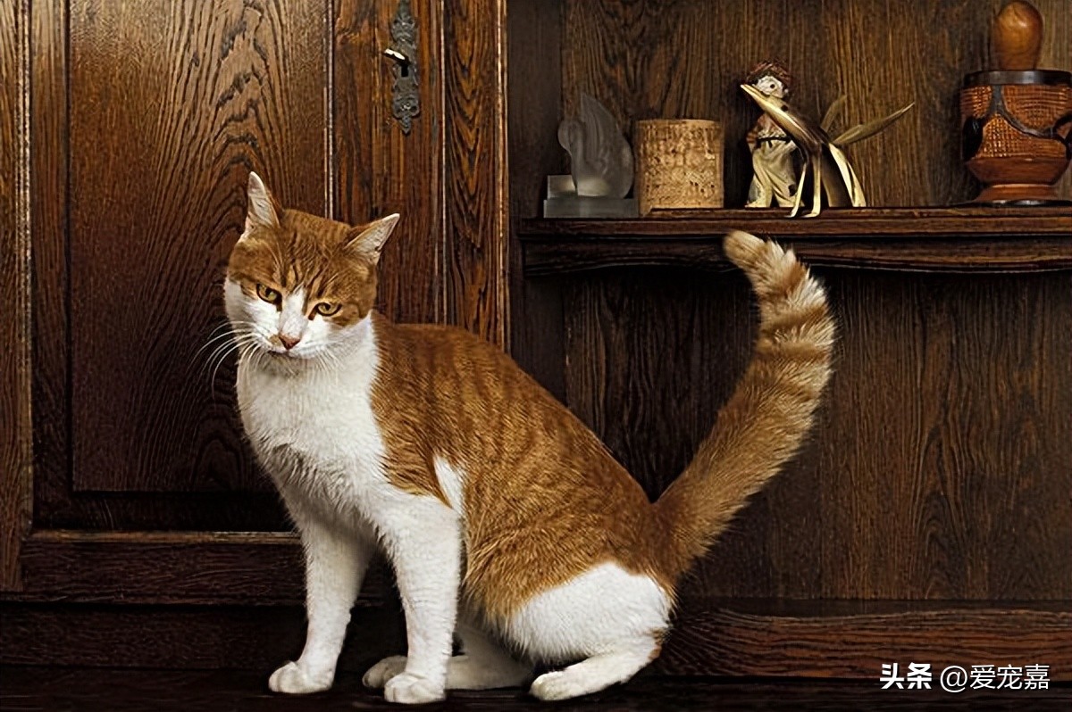 猫咪各种种类的简介介绍,各类猫咪种类介绍