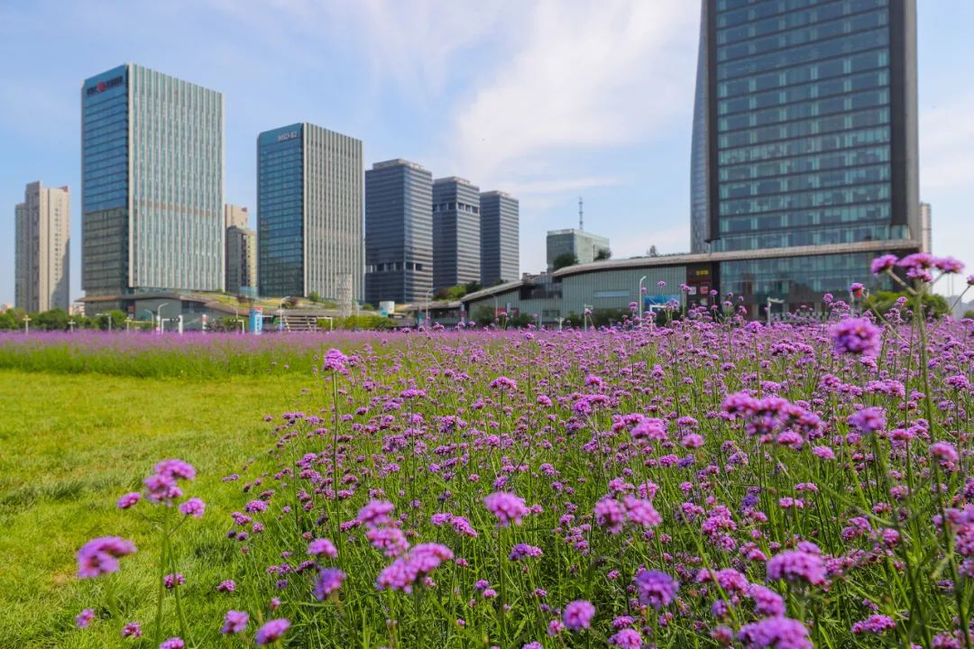 泰达新视觉|生如夏花泰达MSD花海柳叶马鞭草如梦绽放