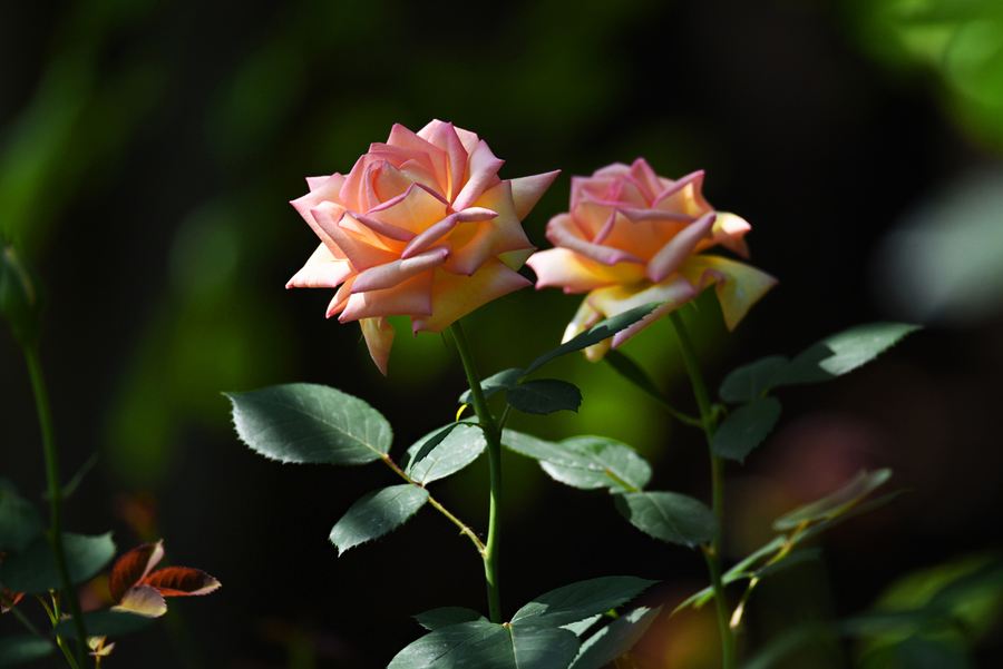 盆栽花期长好看又好养的花品种,10种最好养的吉祥之花