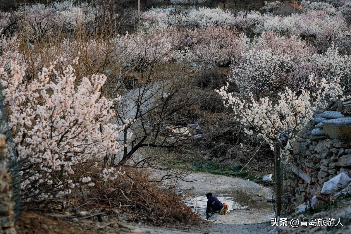 青岛樱桃谷樱桃花,青岛樱桃谷赏花