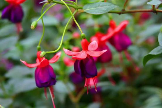 百花种类大全,百花的种类有哪些