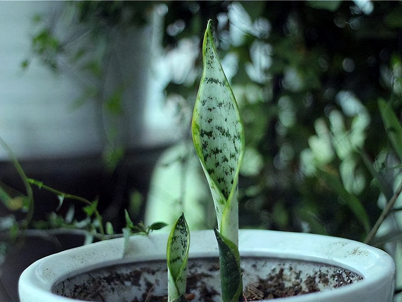 比绿萝长得快的花卉,此花香气扑鼻比绿萝好养