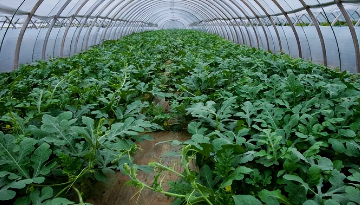 如何避免西瓜徒长,如何避免瓜苗徒长