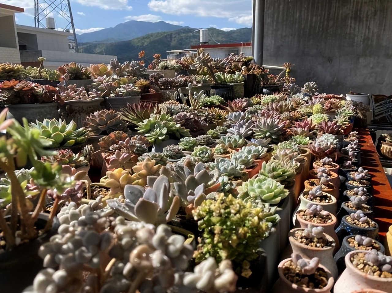多肉植物能够吸附甲醛,多肉植物有吸甲醛功效吗