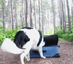 狗界五虎上将,盘点狗界6大“粘人精”