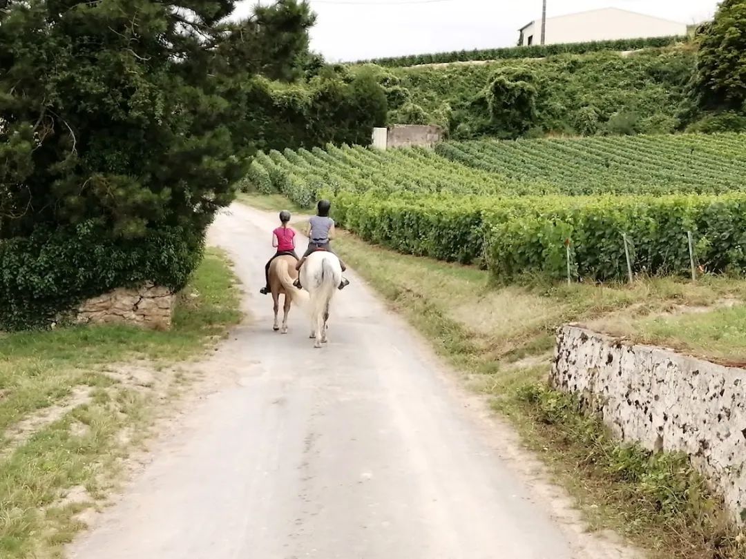 香槟葡萄园旅行,旅游香槟