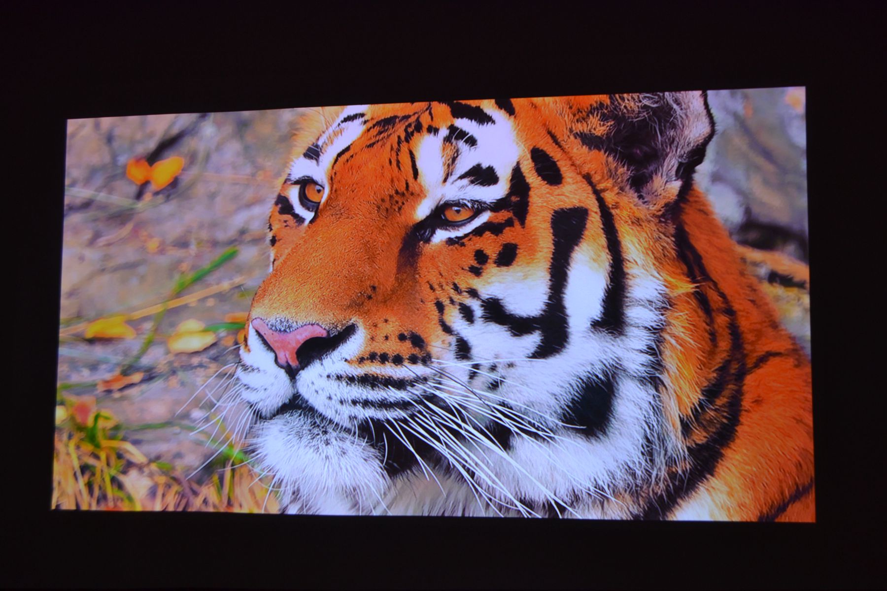 当贝x5投影可以投影多少寸,当贝x5投影评测