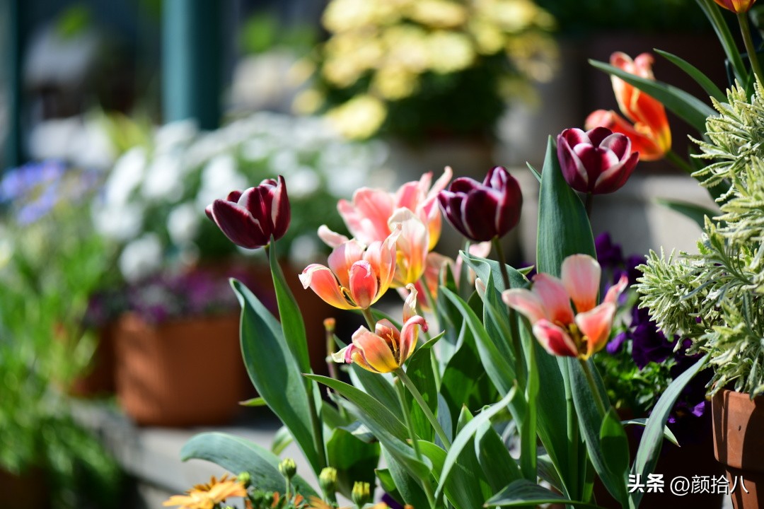 盘点今年河马花园里最美的几款郁金香|园丁