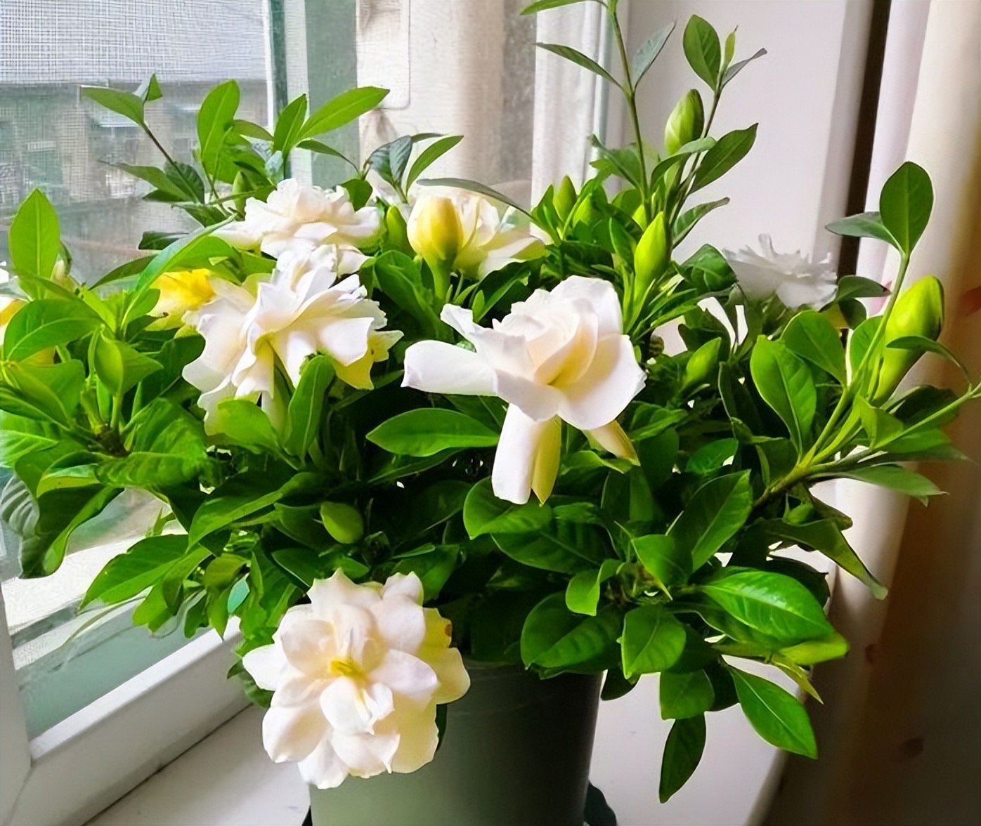 春季养栀子花怎么管理,夏天养爆栀子花的诀窍只需1个字