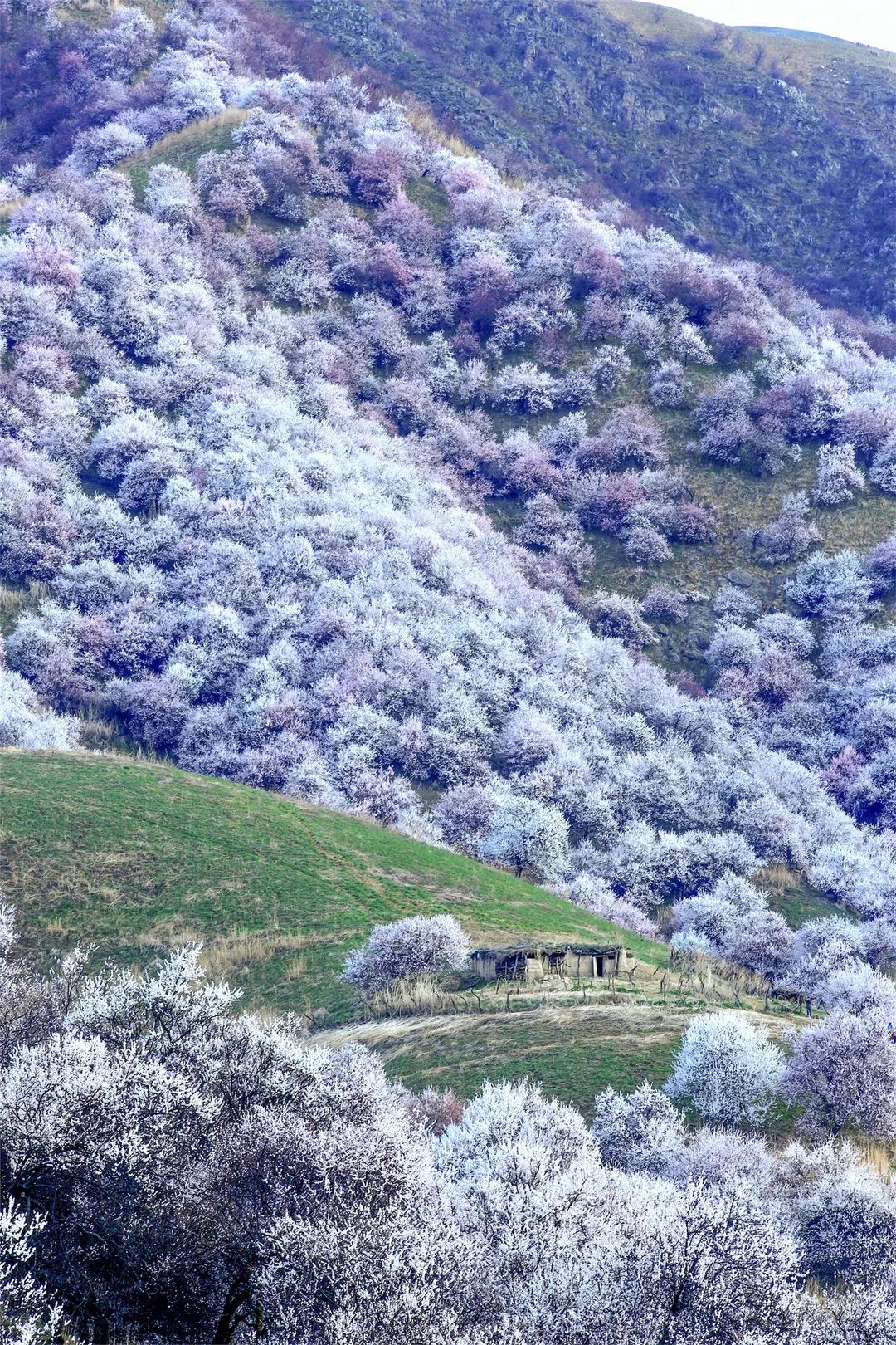 四月新疆伊犁草原,新疆伊犁野杏花最美人间四月天