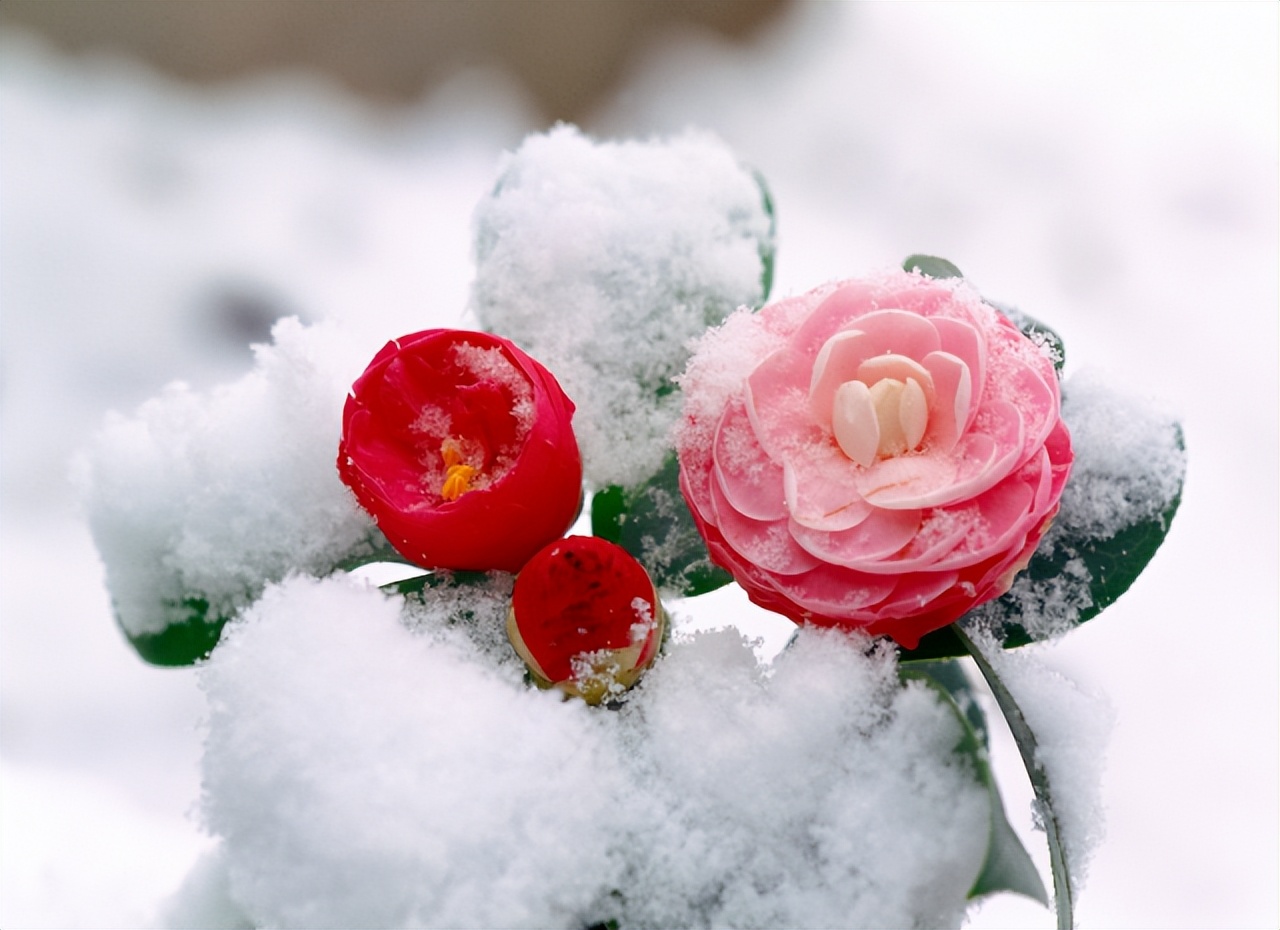 #草木有趣|雪里开花到春晚，不是寻常儿女花