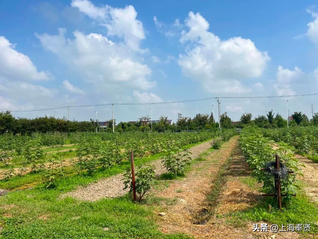 糖包子无花果新疆,糖包子无花果品种