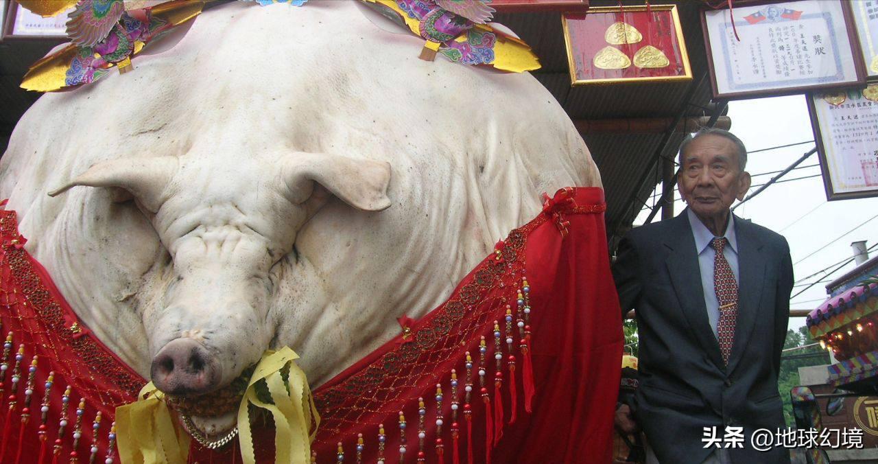 27张惊悚的动物照：青蛙被鼓风机活活风干，海鸥当街活吞大老鼠