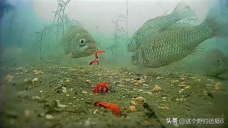 可视探测鱼器好用么,探鱼器对于钓鱼爱好者来说有用吗