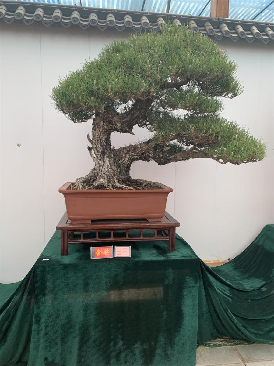 泰山杯书画展,泰山杯盆景展