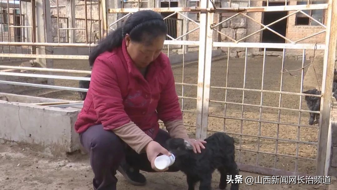 翼城县喜羊羊生态养殖,邯郸山羊规模化养殖