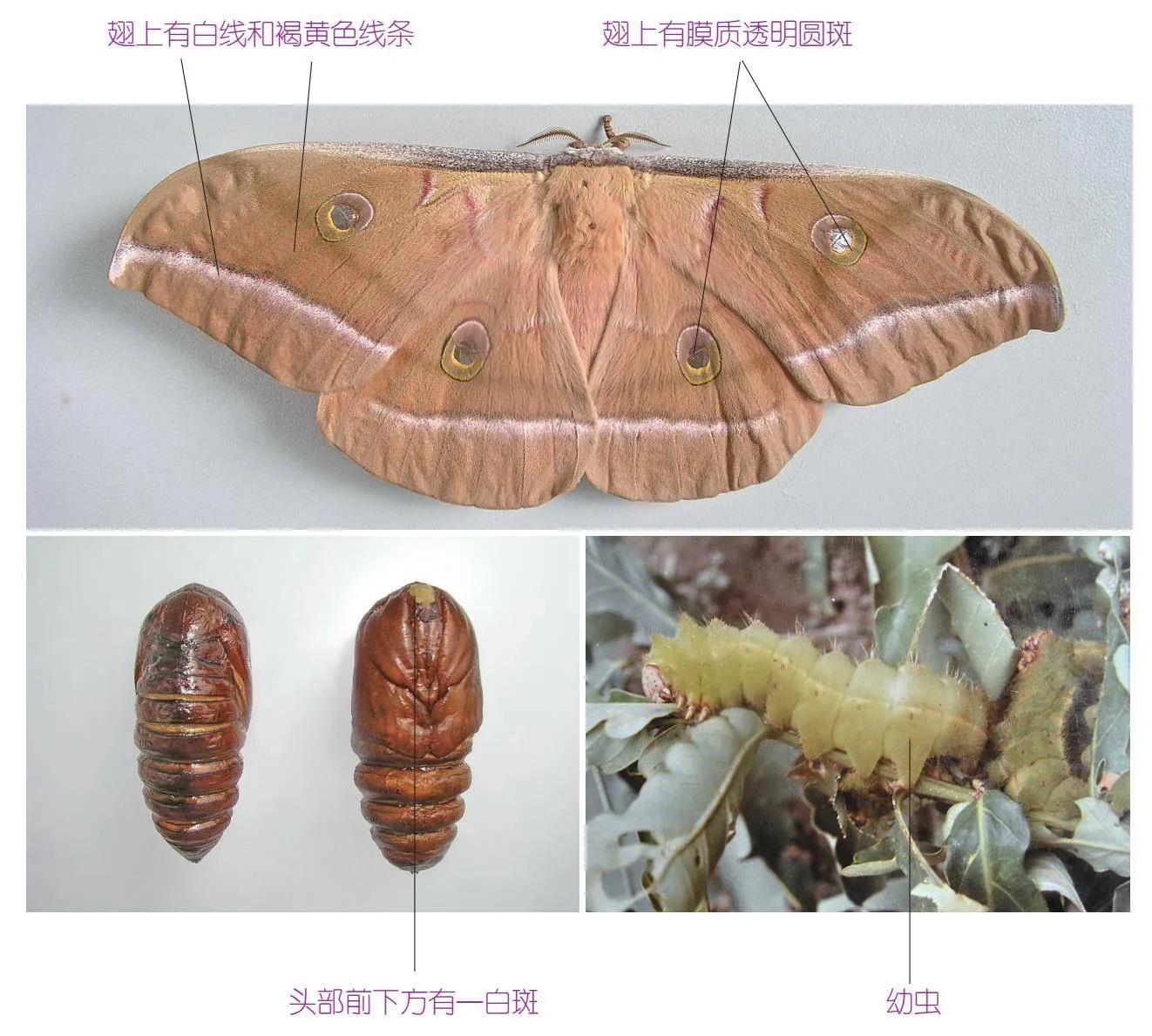 30种可以吃且美味的虫子图,33种昆虫图片大全