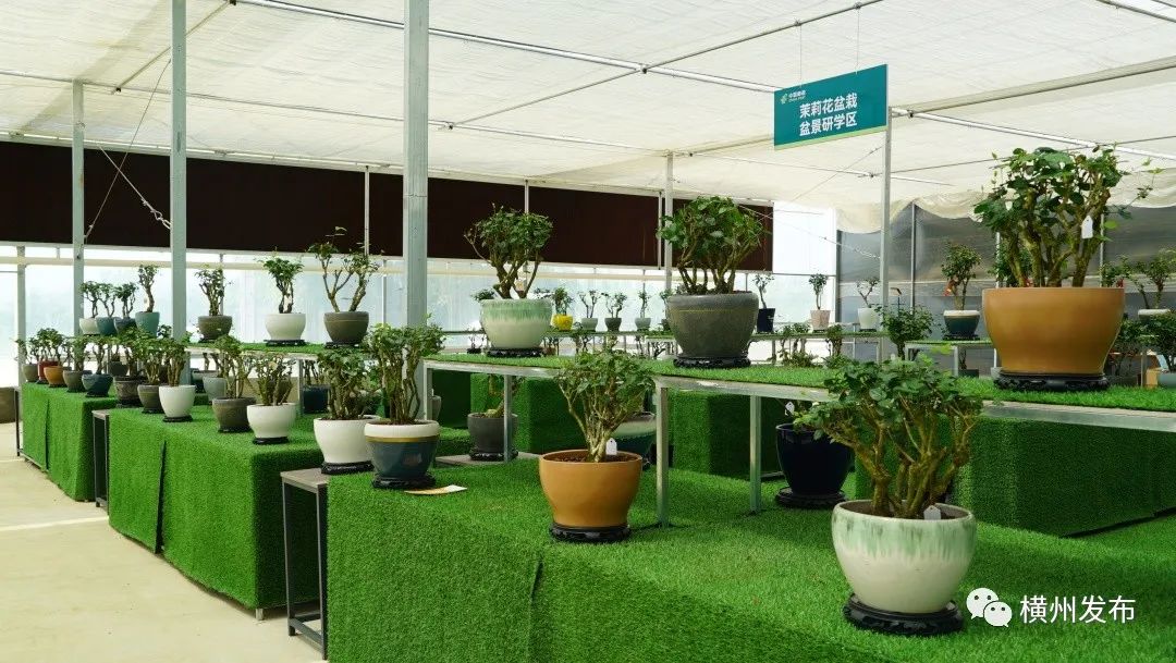 横州市：茉莉花盆栽热销全国香飘万里