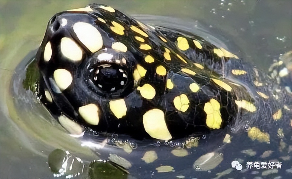 龟可以吃什么,龟可以吃的哪几种