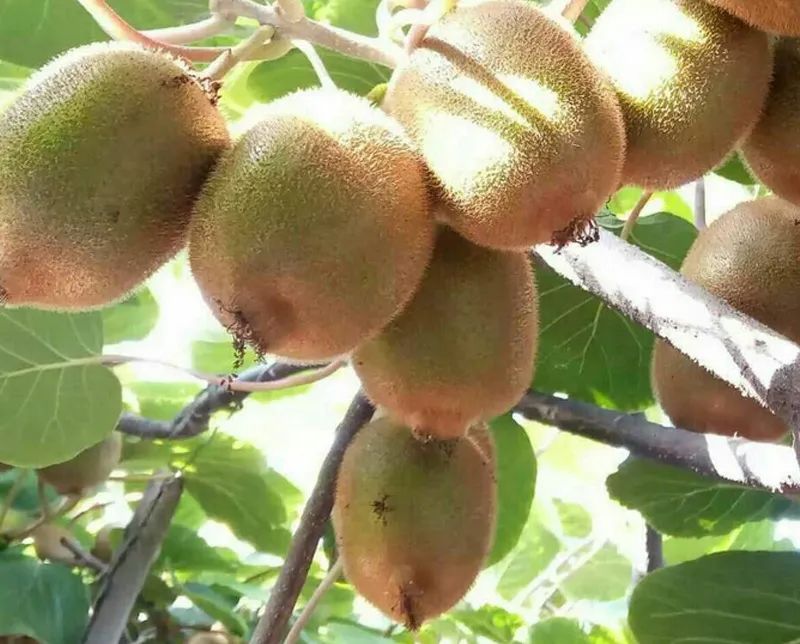 绿心猕猴桃和海沃德猕猴桃区别,海沃德猕猴桃种类