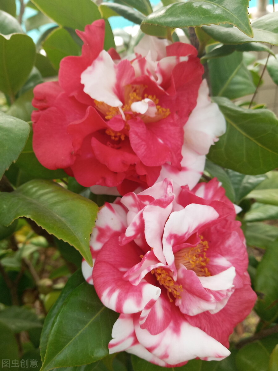 一花一深爱，花海美蓝天，花艳醉*光春**，花笑荡柔情，人间如仙境