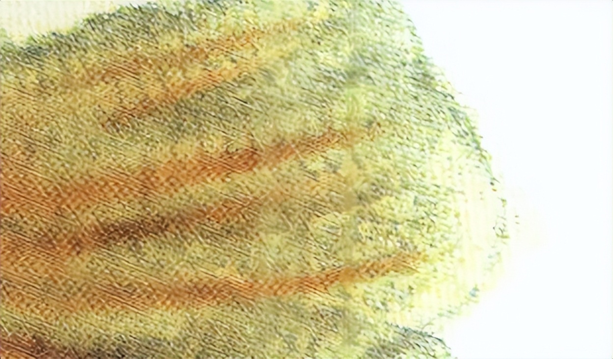 鲤鱼鳃霉病的治疗,鲤鱼烂鳃病是什么样的