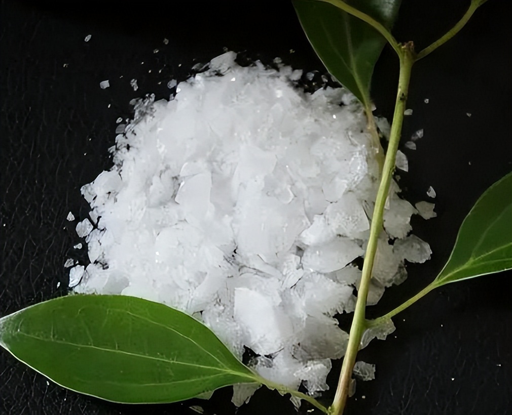 浙江小伙在家种树一斤树叶卖2万,浙江大叔种树赚大钱