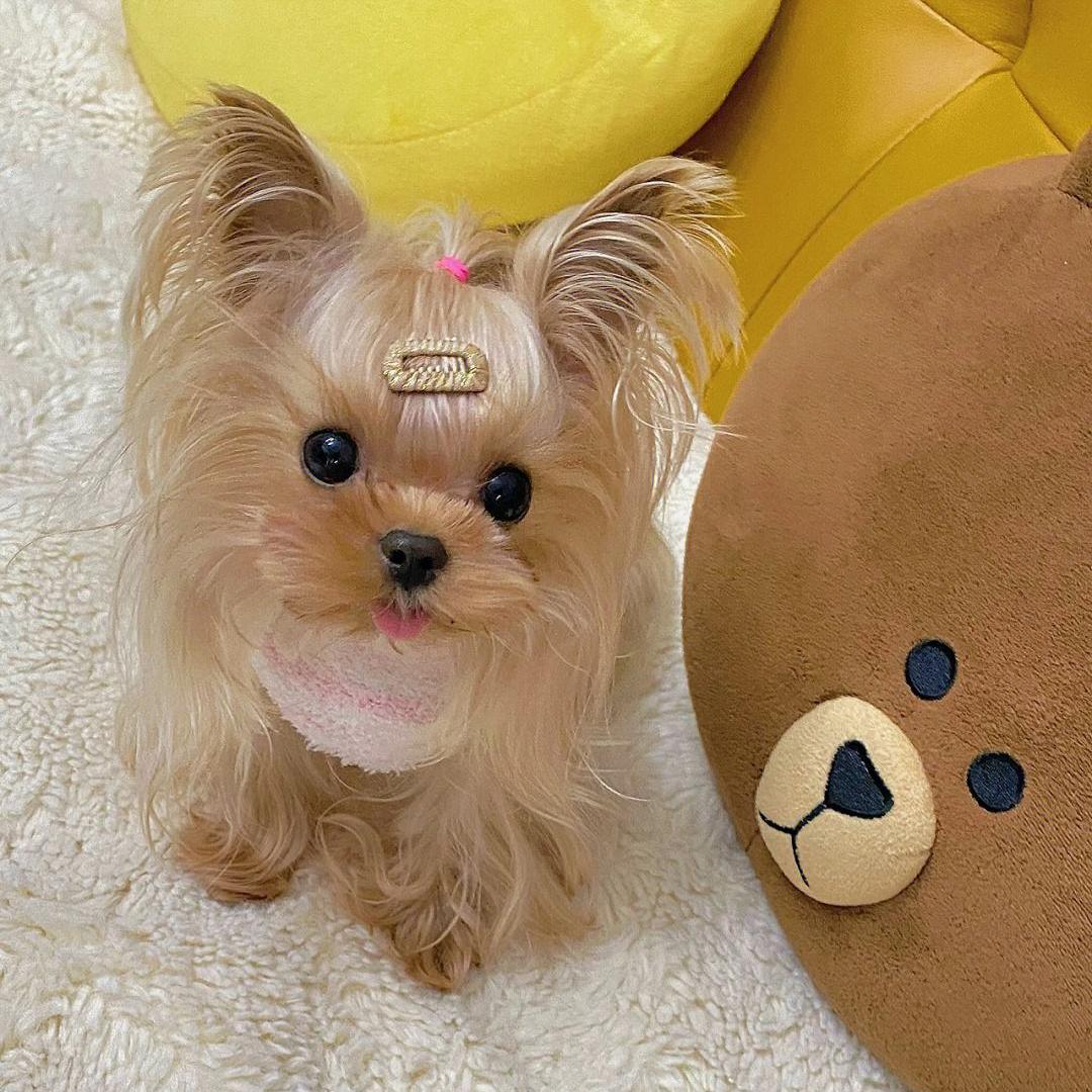 最适合懒人养的狗约克夏,养狗就养约克夏