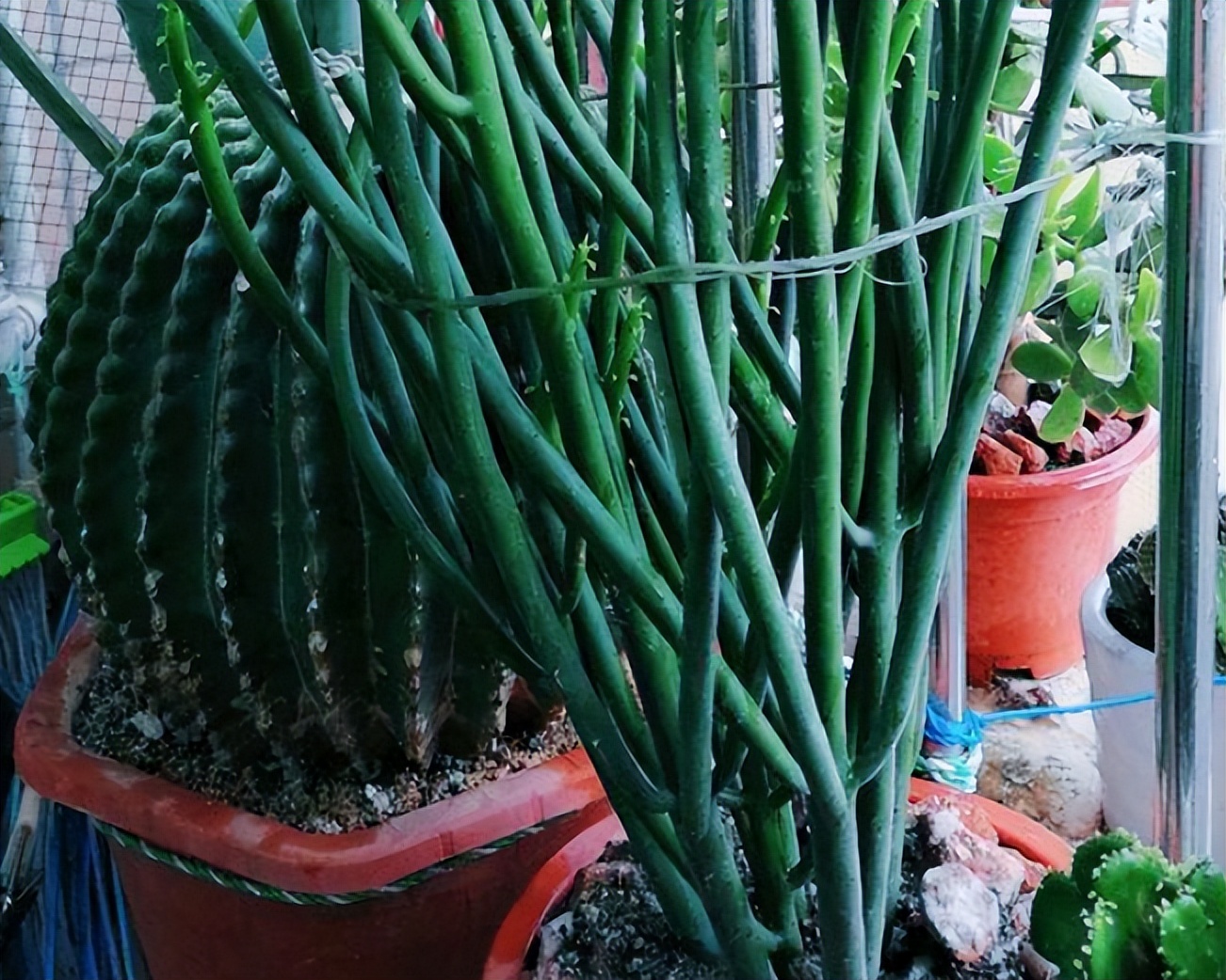 这十种花会招来鬼家里千万别养,家里养3种花忌讳