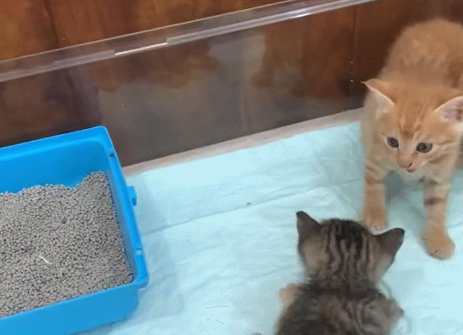 太笋了!一家仓鼠店里,被人强塞了几十只猫