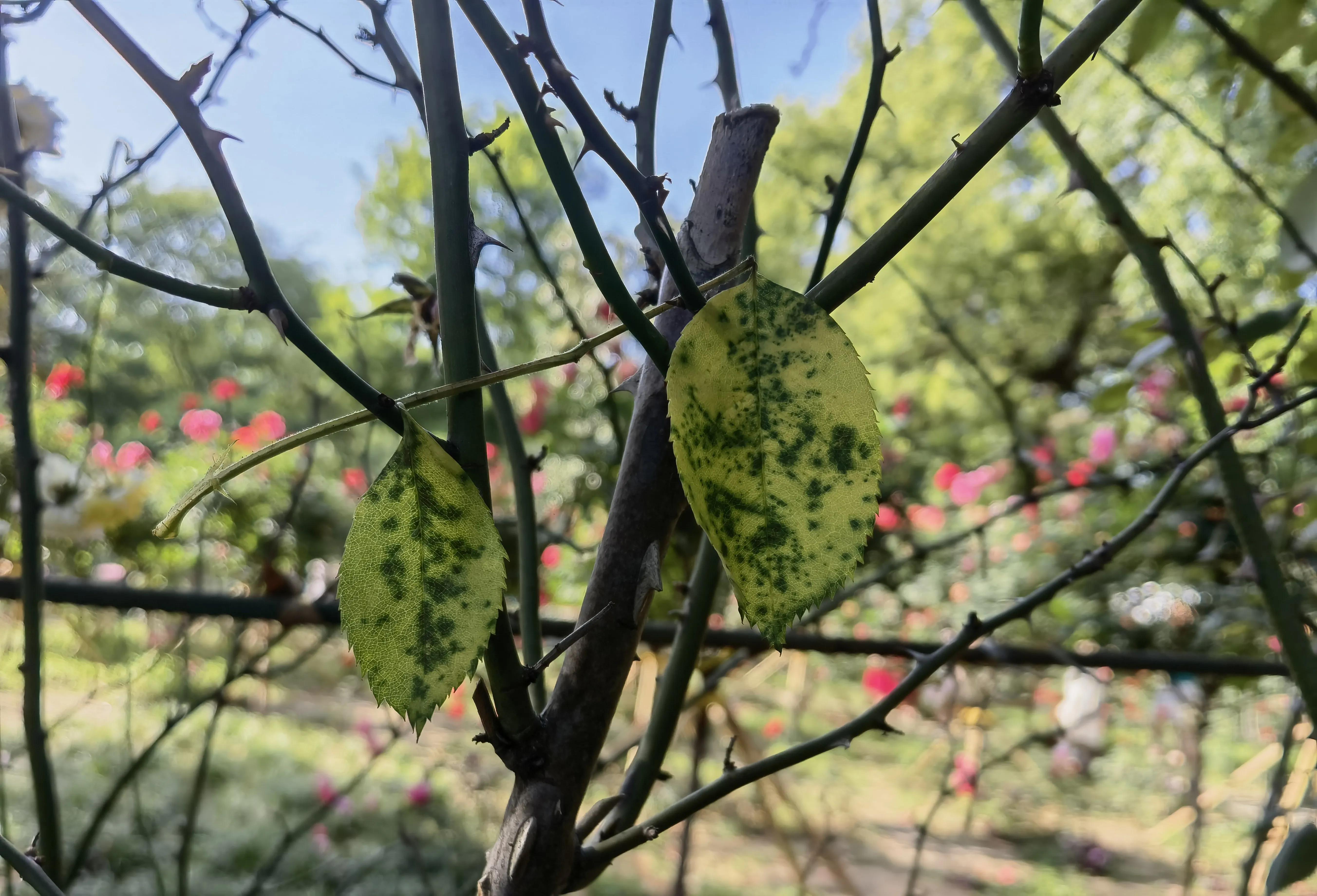 花美美在枝头上心灵美美在心目中花美只美它一时心灵美永放光辉