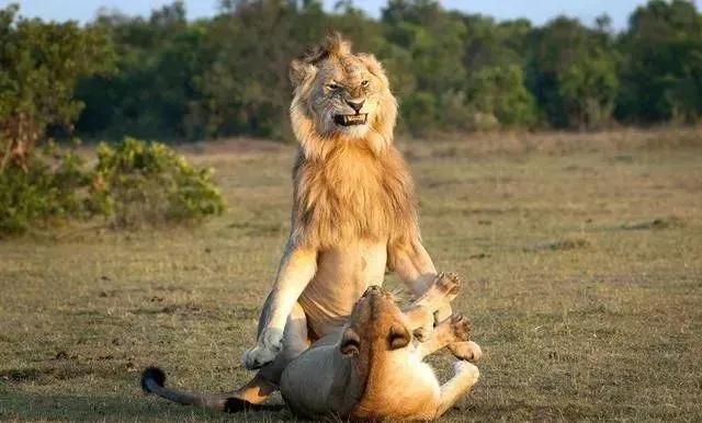 动物交，配时间表，最短0.3秒，最长的竟然是……