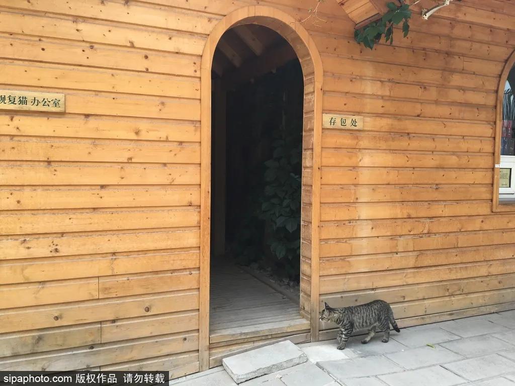 北京故宫的猫为什么叫御猫,故宫最萌的猫是什么猫